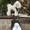 White Poodle Black Canvas Bag